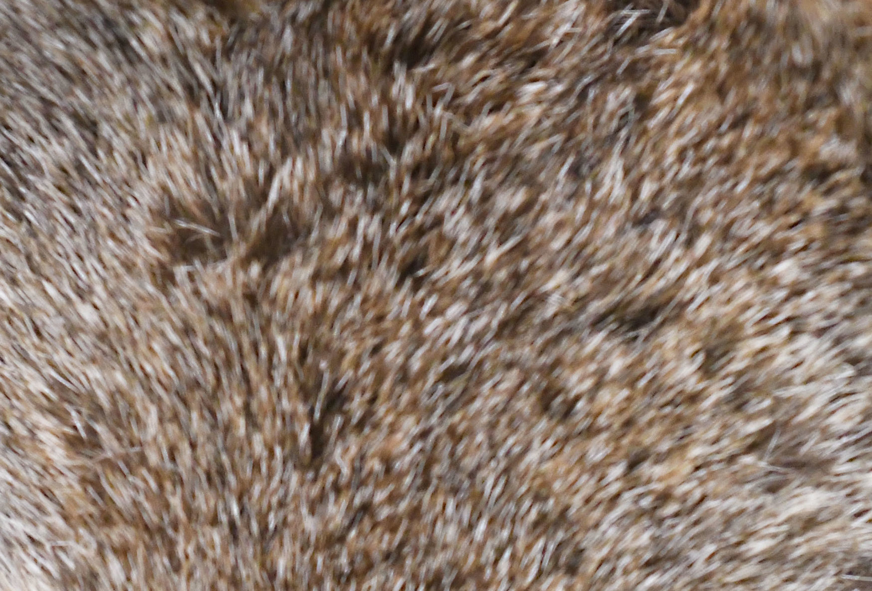 Fur-tive Friend